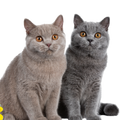 Kedi Tüm Ürünler