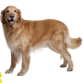 KÖPEK